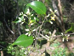 Image result for Strychnos mellodora