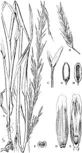 Image result for Pseudobromus