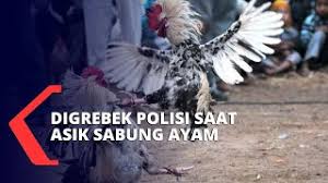Dimana pergunakan alat berupa pisau tajam. Asik Judi Sabung Ayam Tak Berkutik Saat Digerebek Polisi Youtube