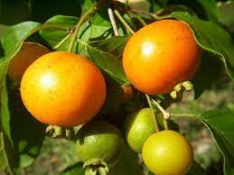 ·(botânica⚠) fruto oriundo da planta de mesmo nome, encontrado na cidade de capitão poço, interior do pará; Guabiroba Caracteristicas Fruto Beneficios Y Mas