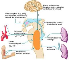 The Respiratory System Physiology Medical Terminology Study Respiratory