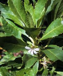 Image result for Goodeniaceae