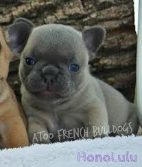 How to place an order: Blue Fawn Sable French Bulldog Puppy Hulas Honolulu July 2018 2018 07 11 110 Honoluluc Min