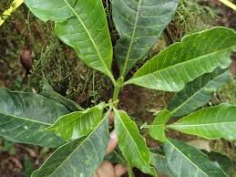 Image result for Oxyanthus speciosus