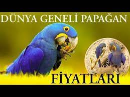 dunya geneli papagan fiyatlari papagan dunya