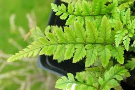 Image result for Polystichum sinense