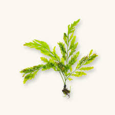 Image result for Bolbitis