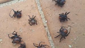 Au départ affectée à l'équipe des avengers par le directeur fury, la veuve noire en est devenue membre à part entière, mettant ses talents hors pair au service de l'humanité. Une Pluie De Veuves Noires En Australie Linfo Re Magazine Insolite