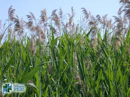 Image result for Phragmites australis