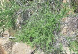 Image result for Commiphora pedunculata