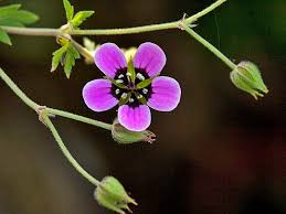 Image result for Geranium ocellatum