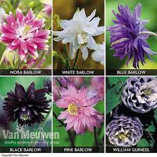 Buy 3 for £5.00 each and save 29 % product ref: Aquilegia Collection Van Meuwen