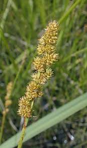 Image result for Carex angolensis