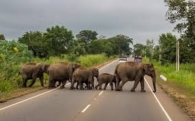 Our impact on the planet has never been greater, and human activity has become the dominant influence on our environment and. How Habitat Loss Is Causing Human Wildlife Conflict Around The World One Green Planet