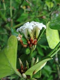 Image result for Carissa bispinosa