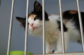 6 Ways You Can Support Local Animal Shelter — Veterinarian in Junction City  | Animal Care Clinic