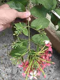 Image result for Combretum indicum