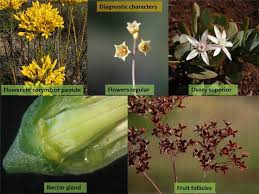 Image result for Crassulaceae