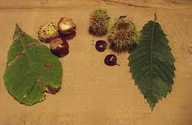 Shows The Difference Between Sweet Chestnut Nut And The Horse Chestnut Nut Aka A Conker Not The Same Thing At Al Sweet Chestnut Plant Leaves Chestnut Horse