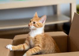 ‪Ginger Cat Antics: Why Orange Cats Have Big Personalities | Applaws UK‬‏