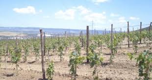 Cele mai noi 100 ştiri. DirecÈ›ia AgricolÄƒ Stiri Online Despre DirecÈ›ia AgricolÄƒ In Ziarul Cuget Liber De Constanta