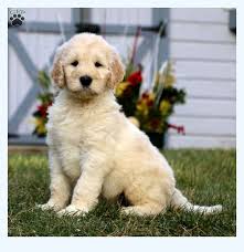 Find a miniature goldendoodle puppy for sale near you at pets4you.com. The World S Best Goldendoodle For Sale You Can Actually Buy Dog Breed