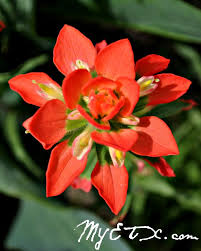 Maybe you would like to learn more about one of these? My East Texas Discover East Texas Beautiful Flowers Red Flowers Flower Skull