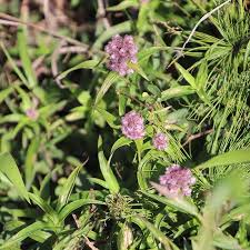 Image result for Floscopa glomerata