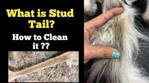 Shampoos, particularly antiseborrheic shampoos, are used regularly to keep the area clean. What Is Stud Tail In Cats How To Clean Stud Tail In Cats How To Diagnose Stud Tail In Cats Youtube