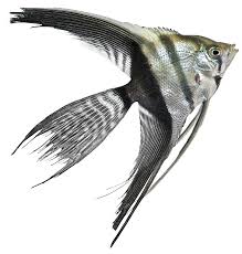 What Are Freshwater Angelfish Varieties