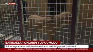 mamak belediyemize ait hayvan mamak belediyesi