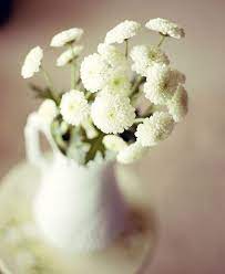 Packaging was great, received the perennial mum in fresh condition, on time. 106 365 Mums Flowers Wedding Flowers Flower Identification