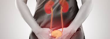 Sistem urinary adalah sistem organ yang memproduksi uretra merupakan saluran yang membawa urine keluar dari vesica urinaria menuju lingkungan luar. Infeksi Saluran Kemih Lifebuoy