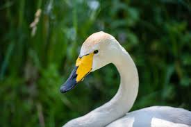 Schwan 400 Mm Freihand Schwan 400mm Vogel Swan Zoo Wildpark Poing Heimtierbedarf Tiere Hundebedarf