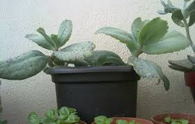 Image result for Kalanchoe marmorata