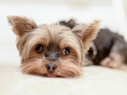 Image result for white yorkshire terrier