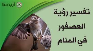 حلم العصفور تفسير رؤية العصافير في المنام بالتفصيل ارب حظ