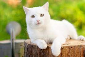 Banyak juga anak kucing anggora, persia, himalaya, dan lainnya. 9 Ras Kucing Lucu Yang Memiliki Bulu Putih Indah Gerava Ikan Hias Burung Kicau Kucing Anjing