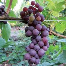 Flame Seedless Red Grape Plant The Best Red Table Grape Is Also One Of The Most Beautiful Vines You Can Grow Flame Is Grape Plant Grapes Growing Fruit Trees