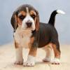Dark grey kitchen units ukc events coonhound dog : 1
