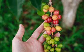 Some wild varieties grow to over forty. Are Coffee Beans Actually Fruit Death Wish Coffee Company