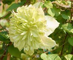 Check spelling or type a new query. Waldrebe Alba Plena Clematis Florida Alba Plena Gunstig Online Kaufen