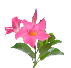 Image result for dipladenie sanderi obrázek