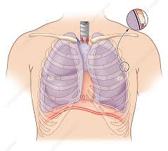 Neurons in this brain region send signals to the diaphragm and the muscles between the ribs to regulate the contractions which initiate the breathing. Lung Anatomy Artwork Stock Image C010 7121 Science Photo Library