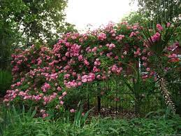 Peggy Martin Rose Photos Rose Secret Garden