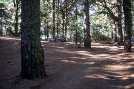 5.80 km and takes 01:38 h. Esperanza Wald Teneriffa 2 Rundwanderungen Siebeninseln