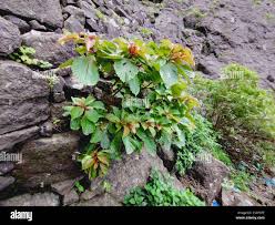 Image result for Hymenodictyon