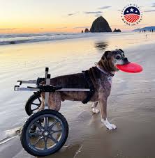 Image result for invalid dog wheelset