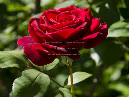 Choose from a curated selection of rose wallpapers for your mobile and desktop screens. Bloomed Today Single Rose Red Nature Flower Top 10 Rose Flowers 3000x2250 Download Hd Wallpaper Wallpapertip