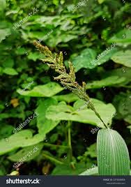 Image result for Echinochloa crus-pavonis
